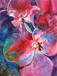 Multi-colored Hydrangea